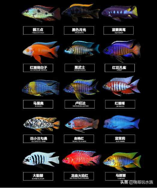 超级超级超级奇葩的观赏鱼,有哪些稀奇古怪的观赏鱼