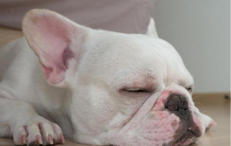 养法斗的10大忌,新手法斗怎么养