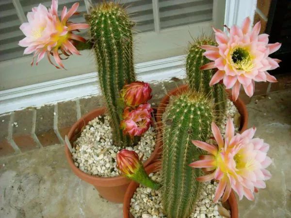 适合新手养的花仙人掌,小仙人掌盆栽怎么养才能开花