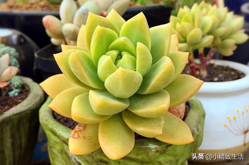 阳台养多肉怎么避免徒长,适合阳台养的多肉不容易徒长