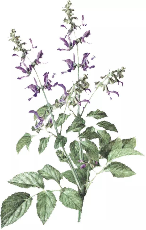 台湾普罗国际*普罗药业动保生物