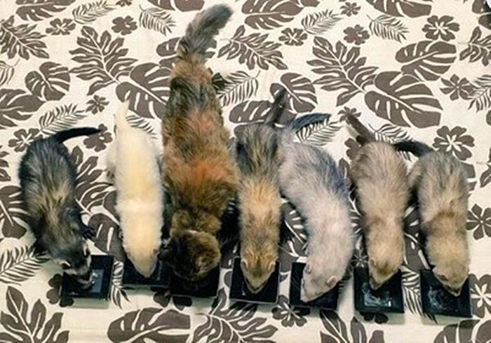 流浪猫与狗相处,流浪猫看到雪貂