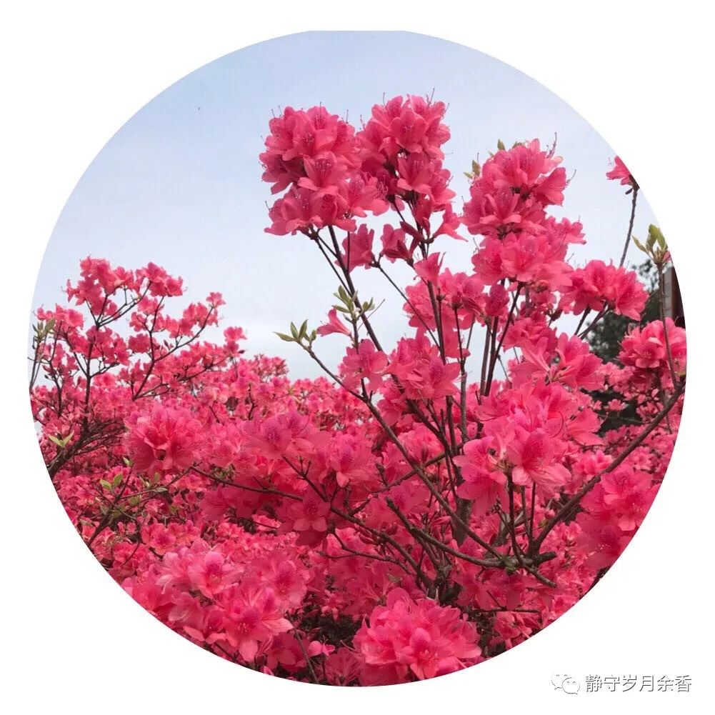 情满龟峰·诗涌花海