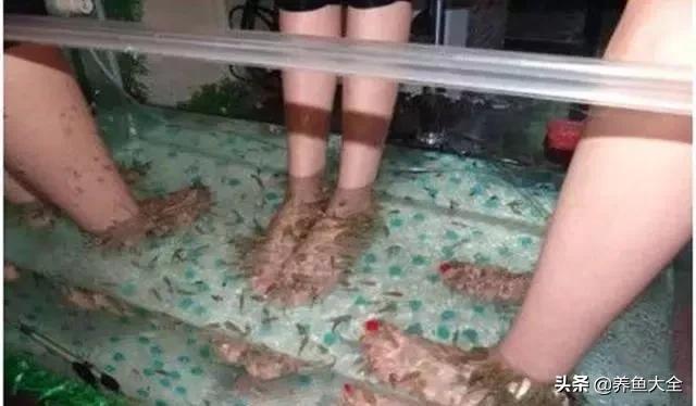 星子鱼可以和观赏鱼一起养吗,细长的观赏鱼是什么鱼