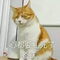 新手第一次养猫养什么品种好,小学生养猫英短猫掉毛吗
