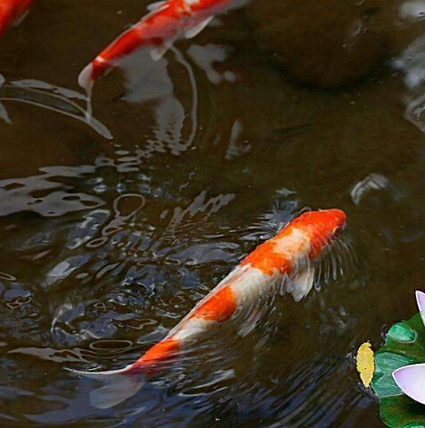 楗插吇閿﹂菠楸肩殑姘存俯,楗插吇閿﹂菠楸艰兘鍚冧箞