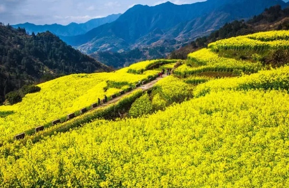在哪里看油菜花好美哟,开化油菜花最佳观赏地