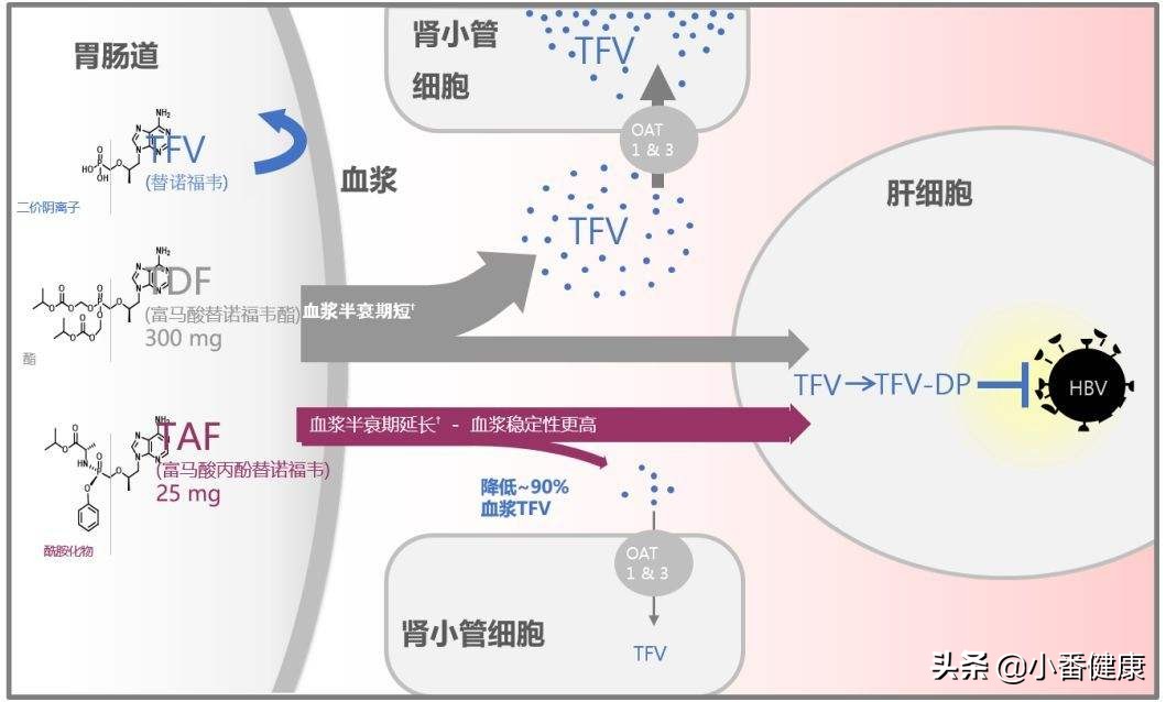 印度仿制乙肝抗病毒药 (国产乙肝仿制药有哪几家)