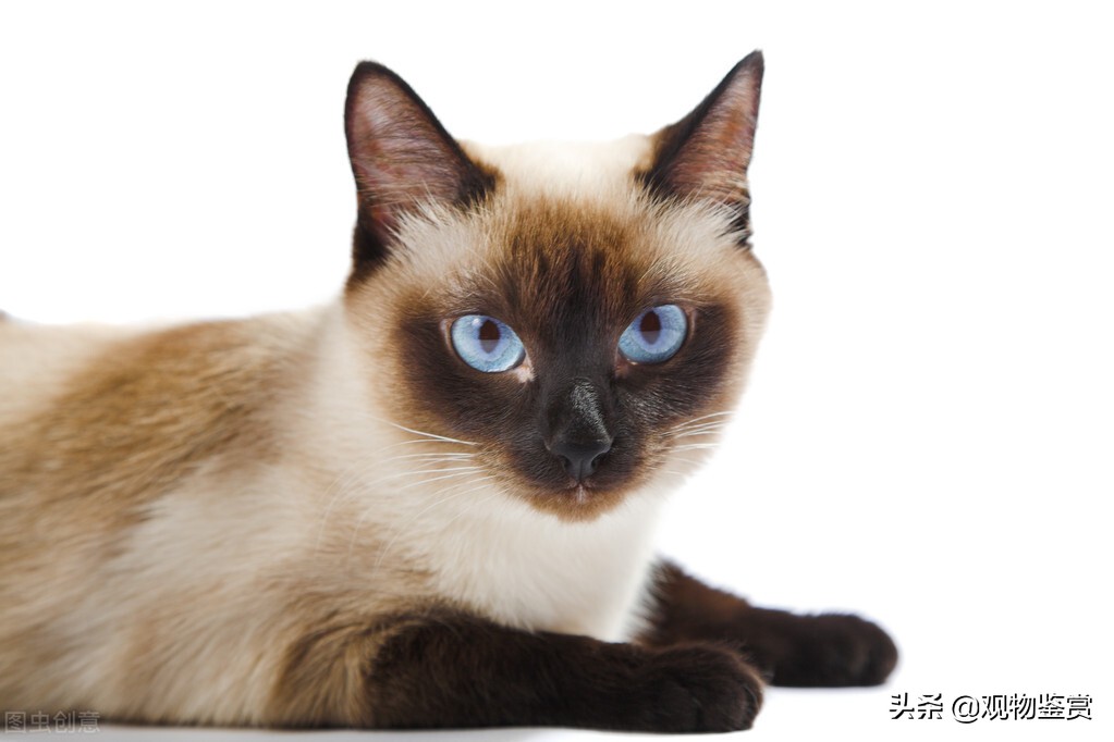 暹罗猫小豆泥什么性格,喜欢暹罗猫的女孩性格