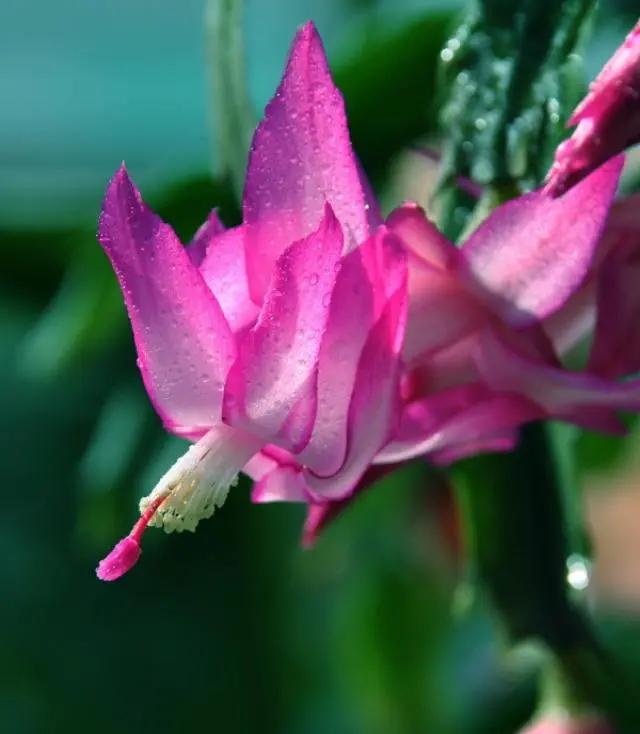 “常年丑貌君不问，一日花红万户惊”——仙人掌的产地及精品赏析