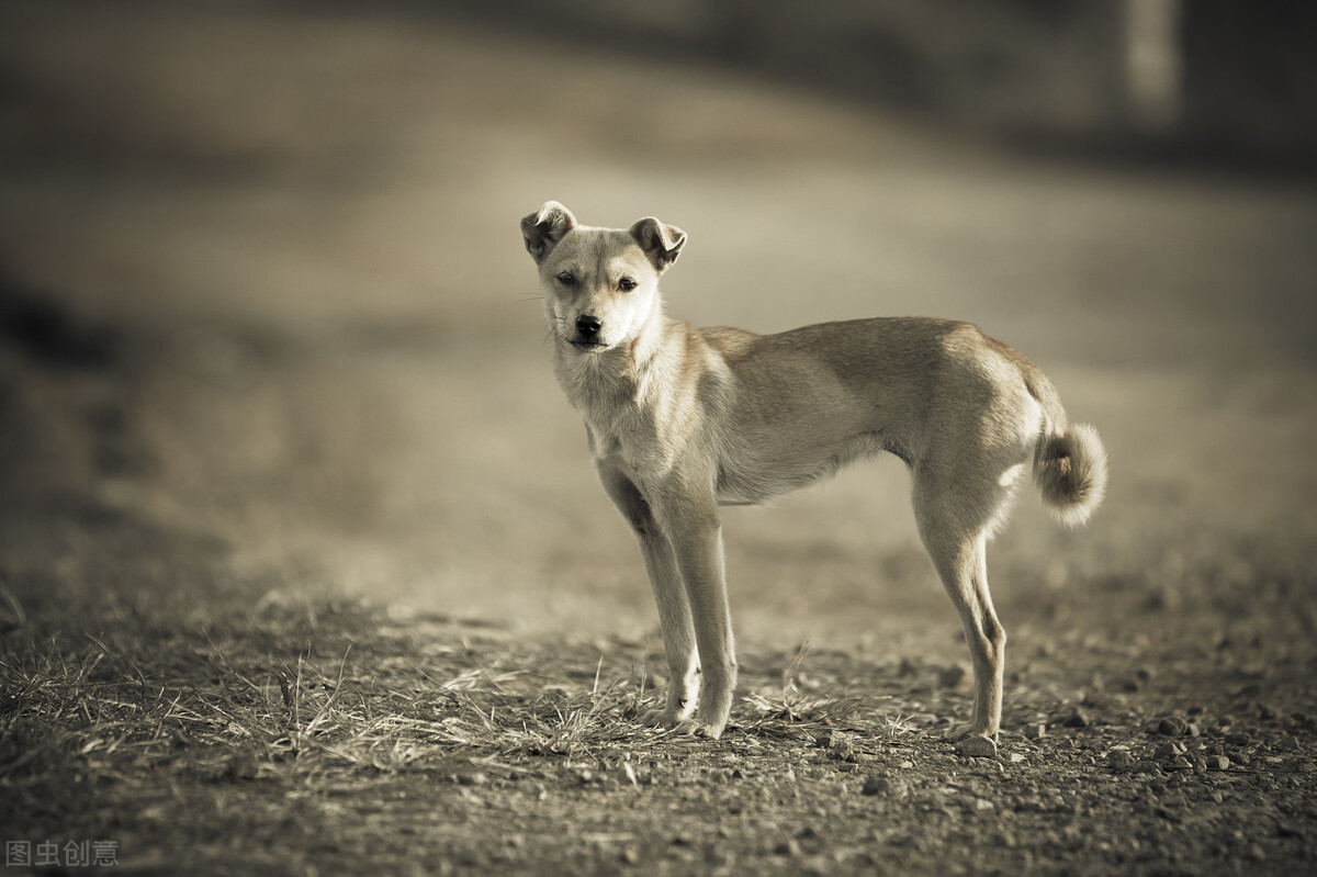 中华田园犬才是本地犬，具有宠物犬不具备的优点，凭啥叫我土狗？