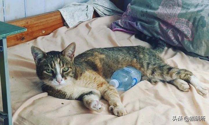 猫咪夏季好物推荐平价,猫咪防抓好物推荐