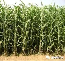 学科教学生物真题,生物教学中各种模型