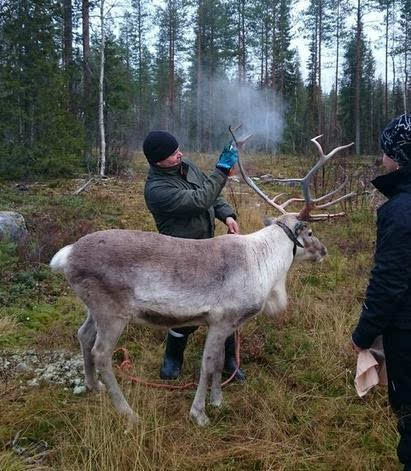 奇思妙想，牧民们往驯鹿的角上喷荧光漆来降低死亡率！