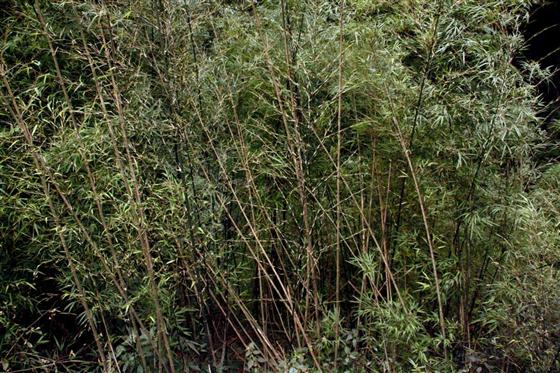 神龙峡：幽谷深深隐桃源