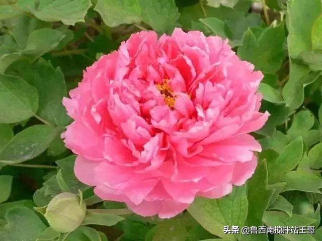 牡丹十大品种九大花系,牡丹进口品种图片及名称