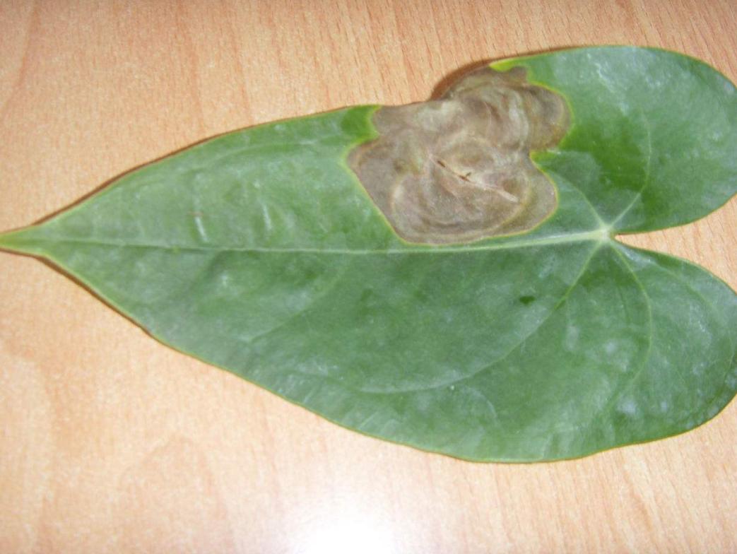 冬季红掌怎样养红掌最怕什么,养护红掌要注意什么