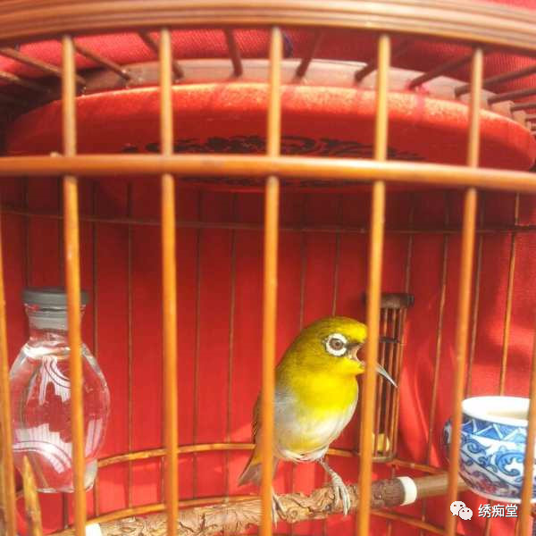 写点绣眼的大叫与水便困惑