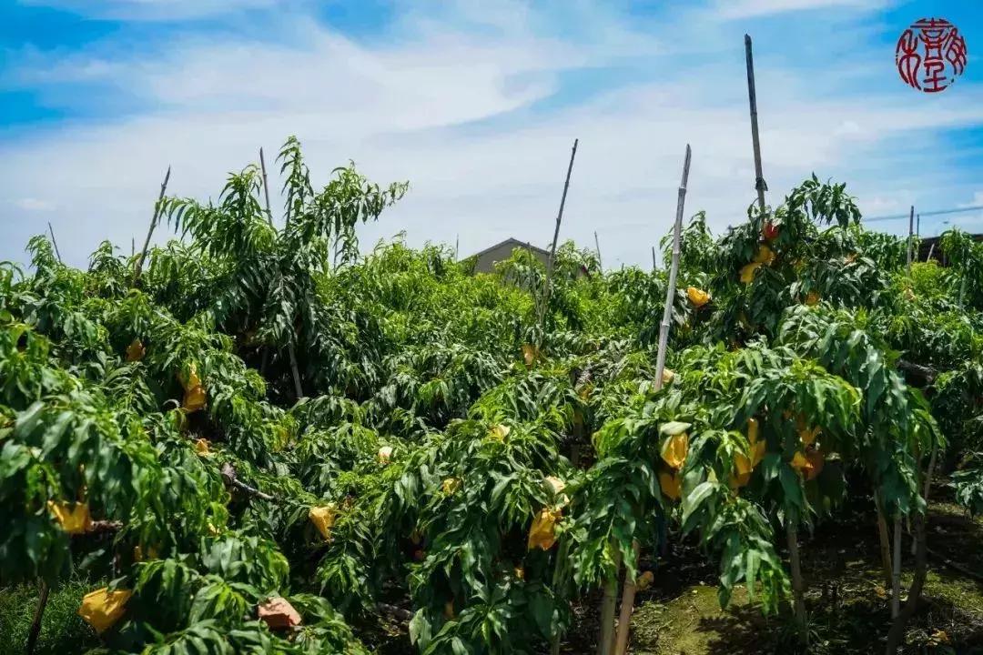苏州通安的特色,苏州通安有什么美食