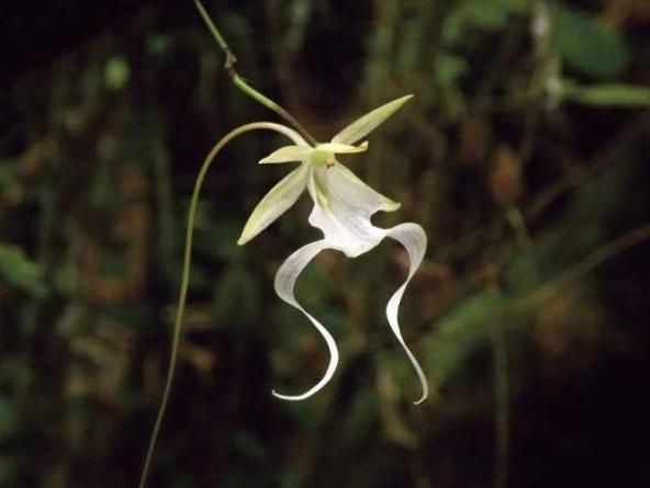 喜马拉雅山上发现的最美的兰花,喜马拉雅山最珍贵的植物