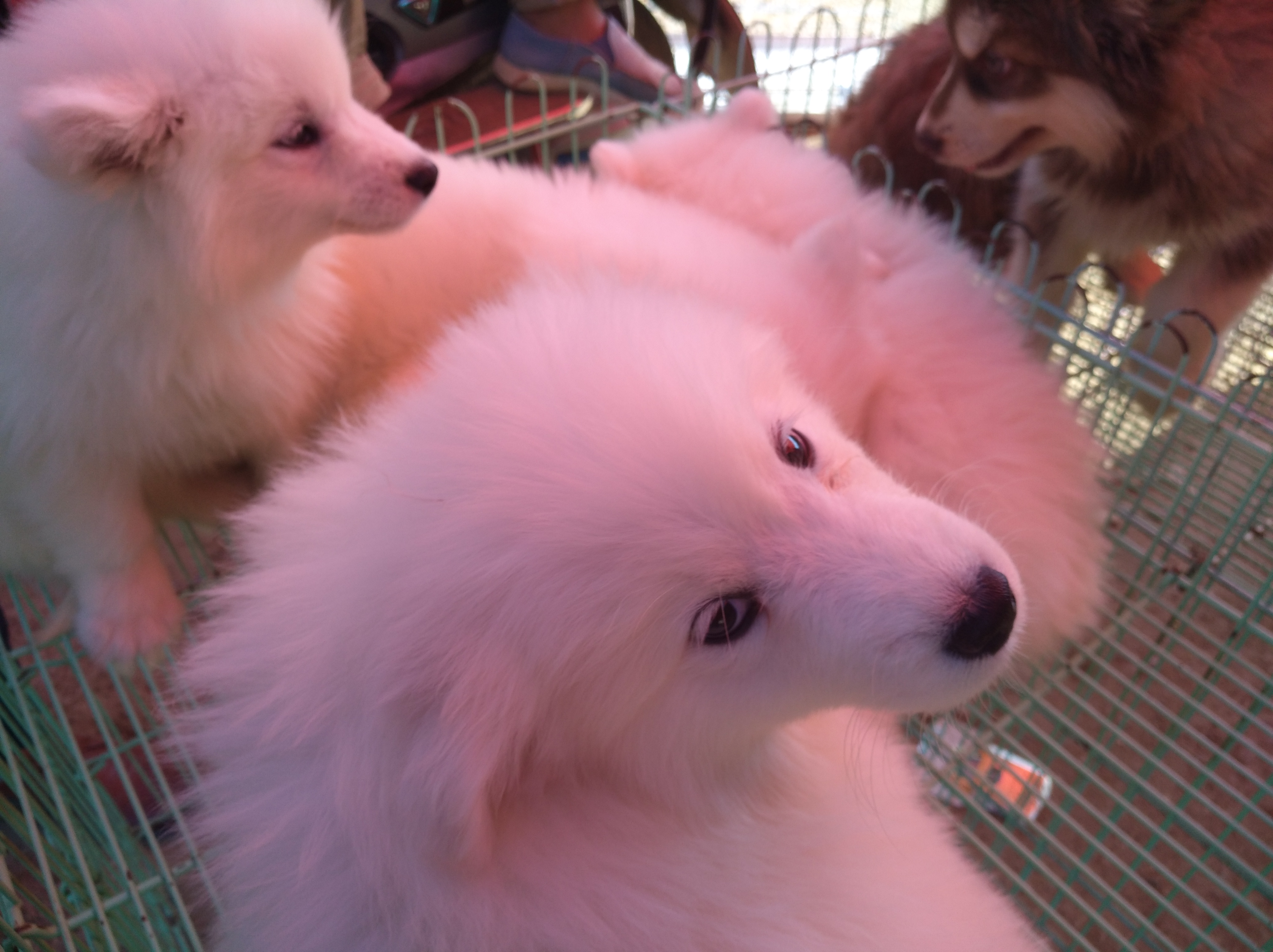 狗市买萨摩耶5元一只,狗市上一只萨摩耶一般多少钱