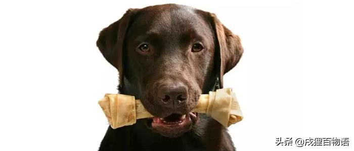 温顺的狗狗突然咬人这是怎么回事,调皮的狗狗突然变安静怎么回事