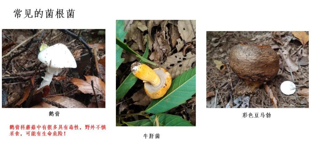 踏青摘野菜去处,野蘑菇旅游攻略