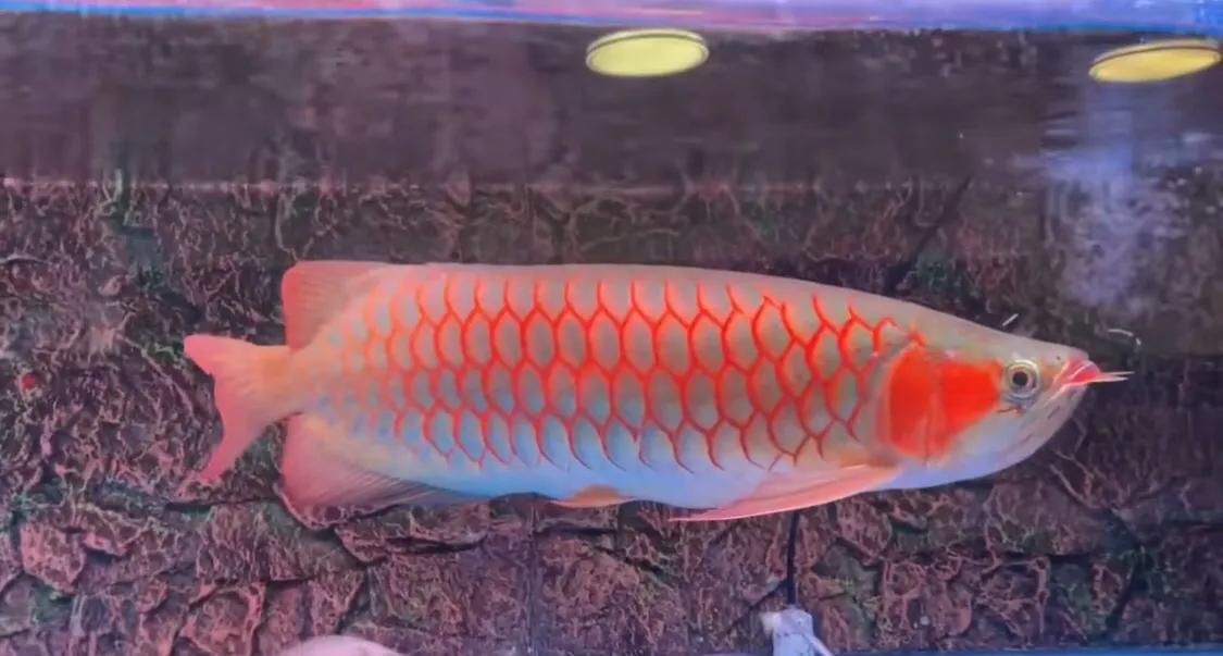 金龙鱼观赏鱼10厘米,金龙鱼观赏鱼什么味道