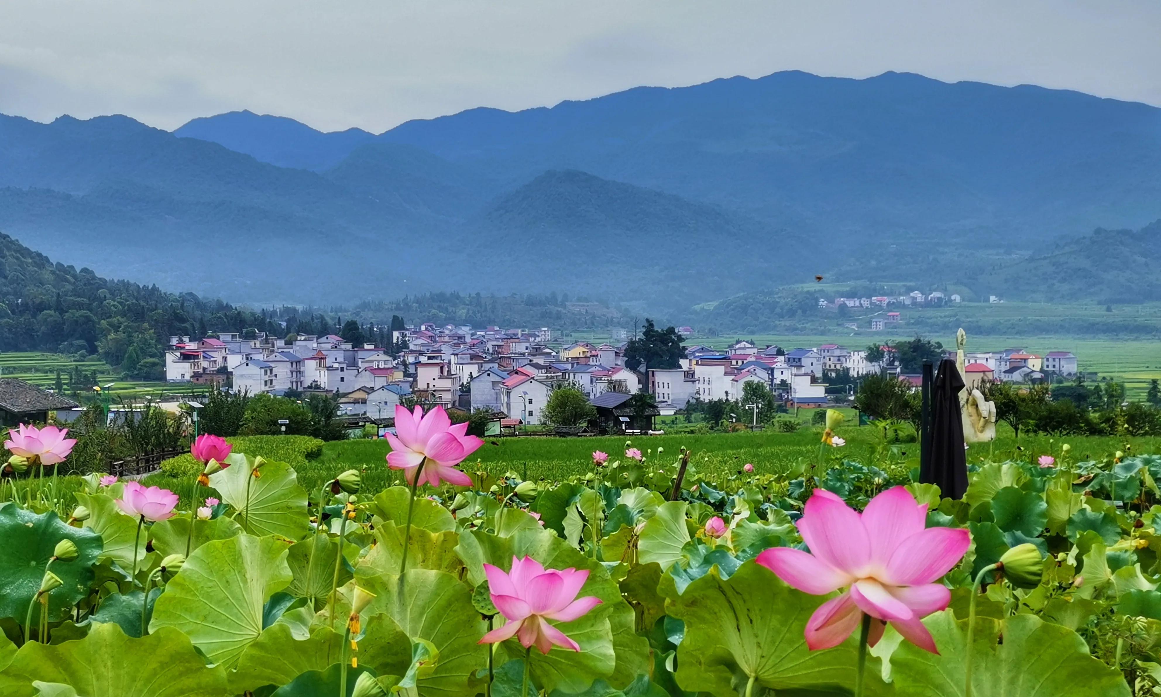 你会去莲花玩吗？我找到了3个“趣味点”，玩了一次跟着喜欢走