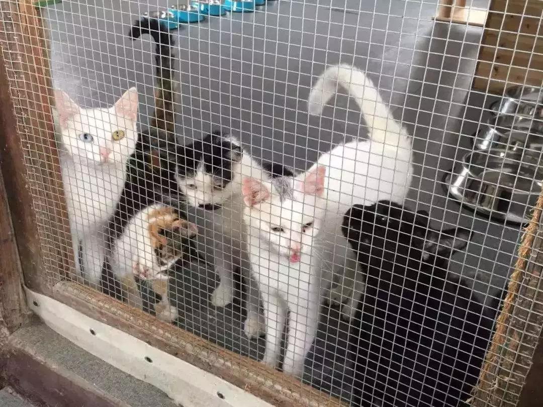 流浪猫百分之90都熬不过冬季,喂养流浪猫时流浪猫害怕怎么办