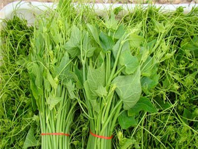 佛手瓜瓜形如两掌合十，有祝福之意，深受人们喜爱