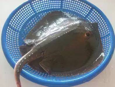 史上最全面的海鲜大咖,史上最全海鲜视频