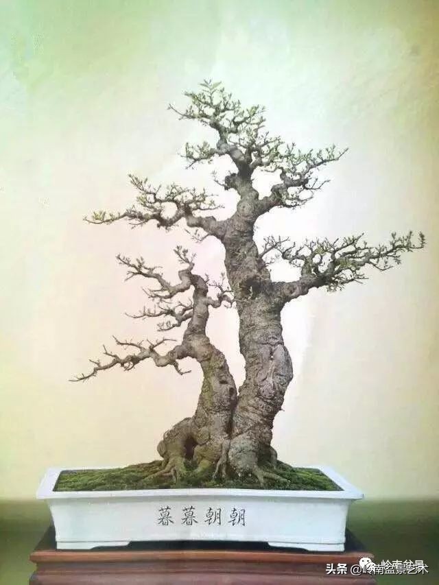 双干树,双干型果树