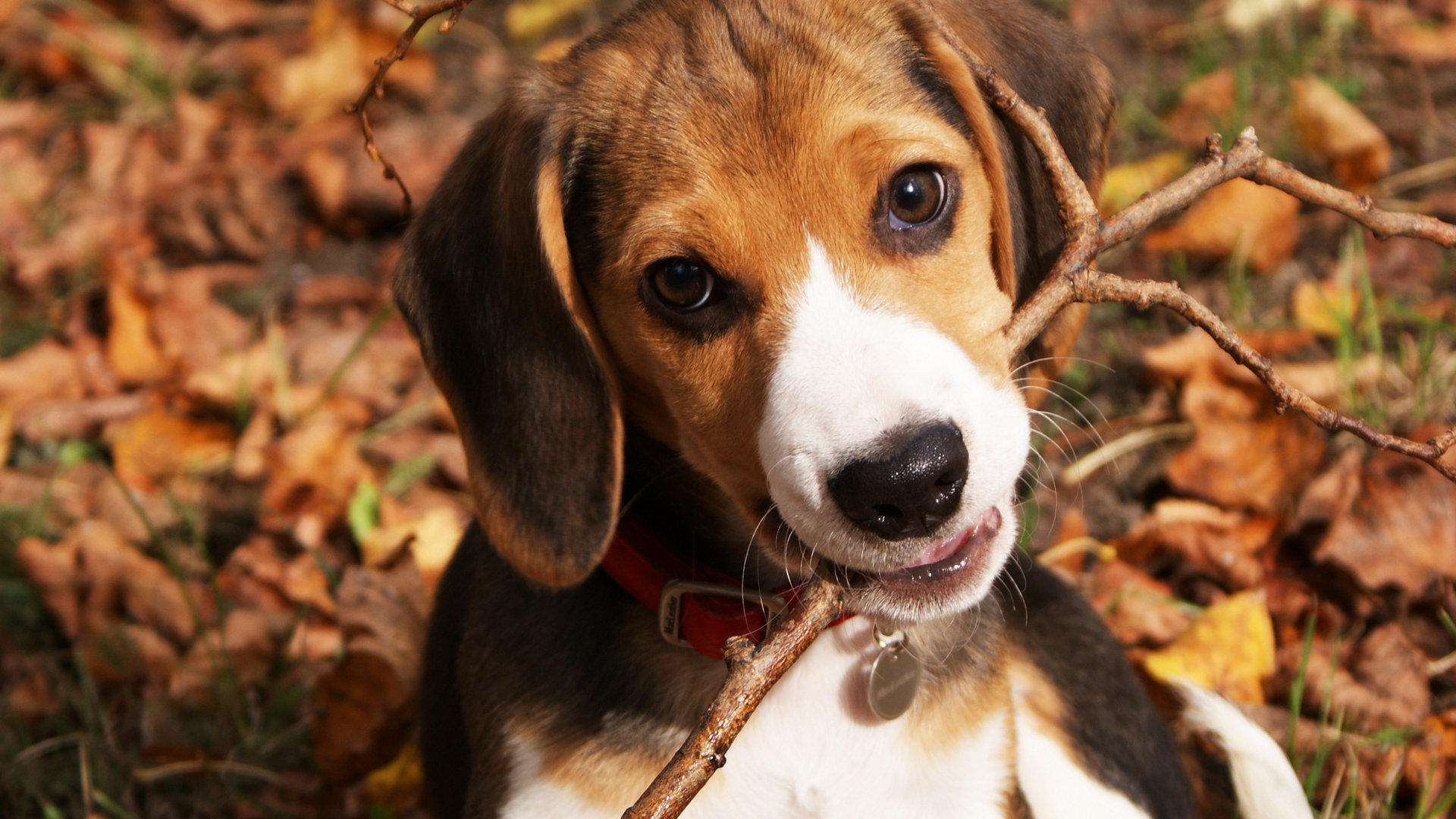 狗打了一针疫苗咬人会得狂犬病吗,打疫苗的狗咬人会得狂犬病吗