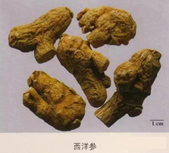 中药材图片大全大图带药名,200多味中药材图谱带图