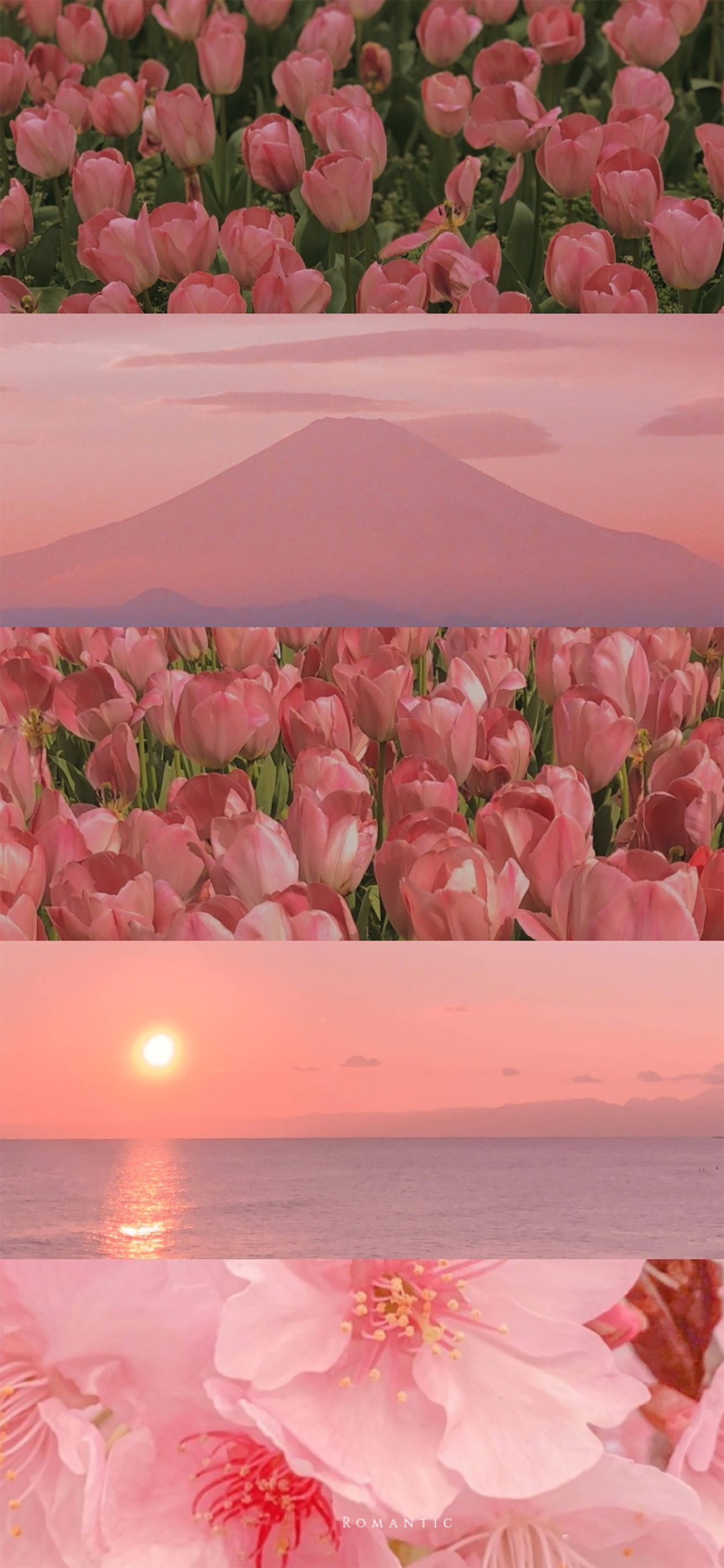 好看的壁纸少女心小熊,粉色小花白色小熊壁纸