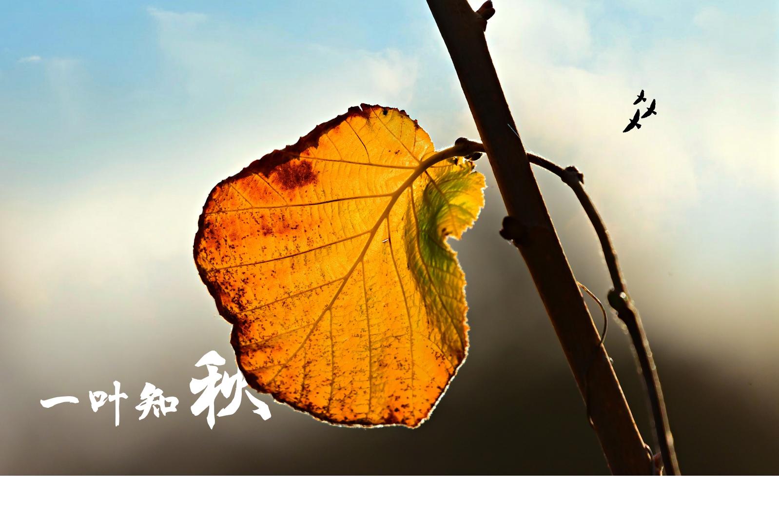 ppt的制作与排版技巧,软装ppt的制作方法与技巧