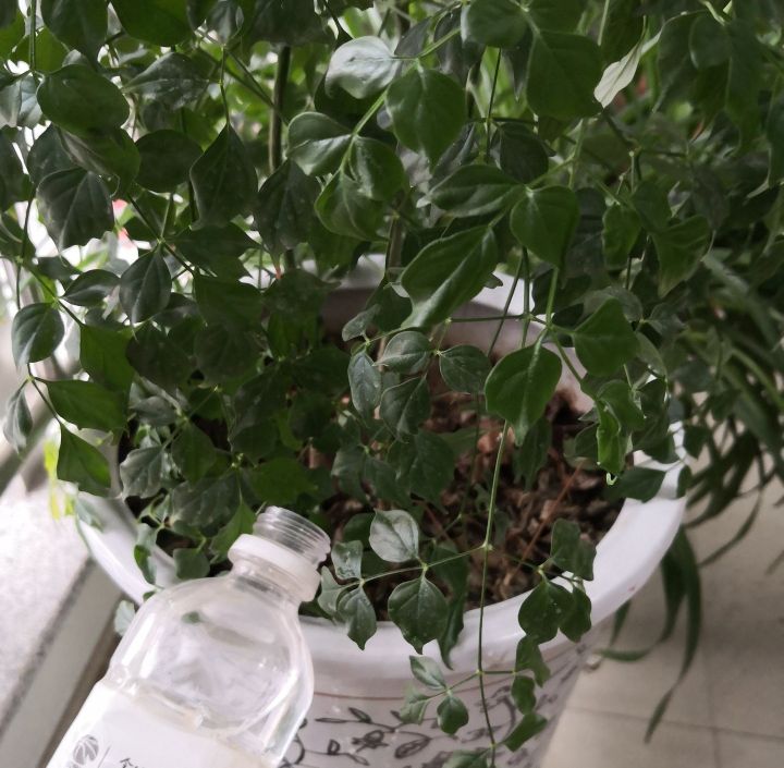 幸福树卷叶是什么原因引起的,幸福树生虫怎么解决