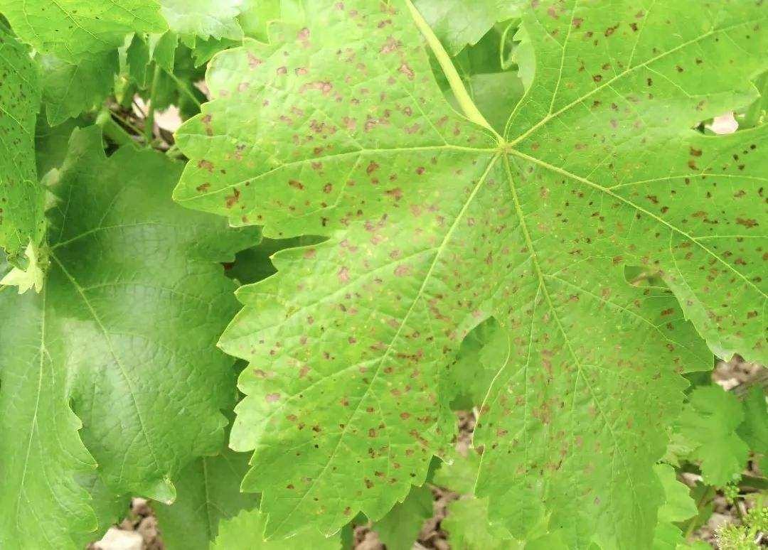 葡萄叶片出现灰斑块什么原因,葡萄叶子上有褐色斑怎么治