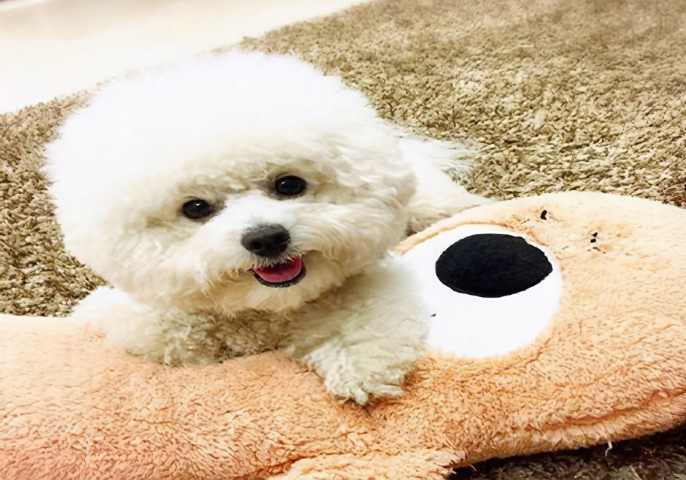 狗狗感冒应该怎么治疗,狗狗会得流感吧