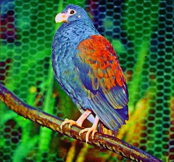 大洋洲国鸟,大洋洲国鸟图片