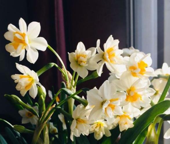 水培水仙花后土培不会再复花了吗,养水仙花怎样施肥