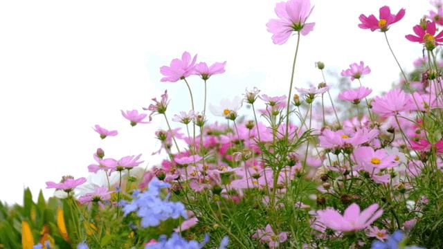 深圳龙华公园推荐,深圳龙华免费公园