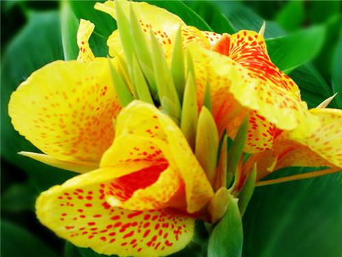 美人蕉真的存在吗,美人蕉是虞美人吗