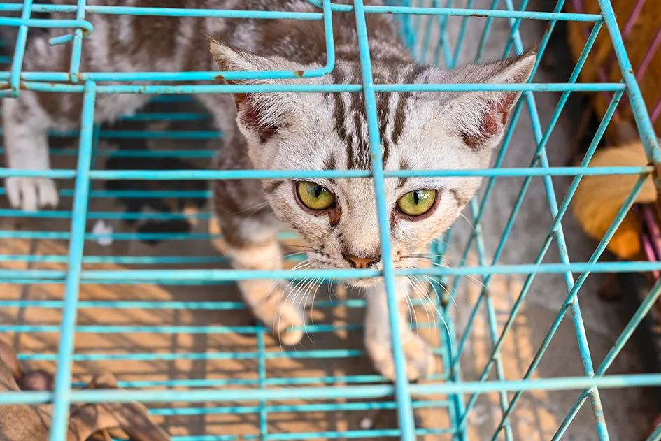 满满的烟火气逛大集真好玩,最值得逛的大集