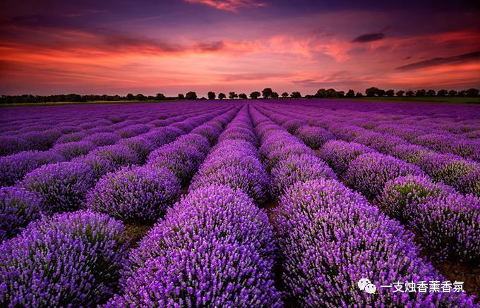 葵花睡眠喷雾有效不,治失眠最有效睡眠喷雾