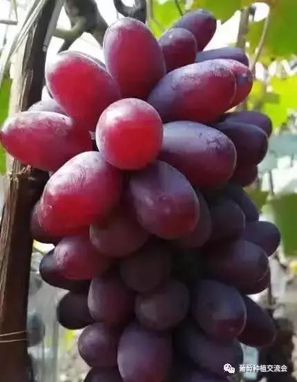 目前最好的葡萄新品种,未来取代阳光玫瑰的葡萄品种
