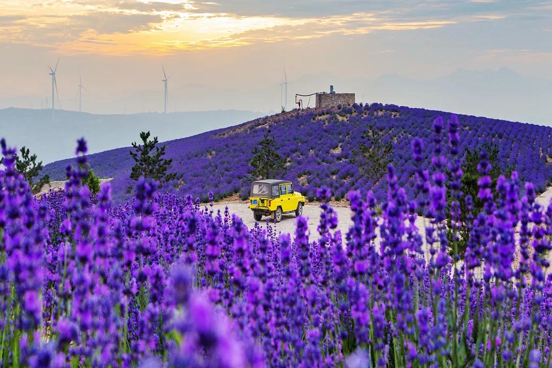 美哭了天津薰衣草花海盛放,美cry