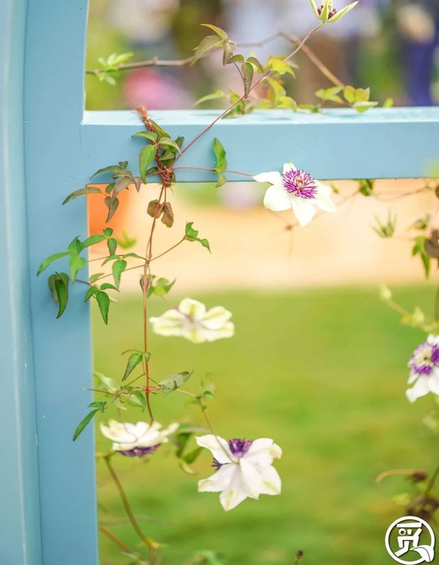 深圳史上最大最美的花展来啦,走进深圳仙湖植物园的国际花展