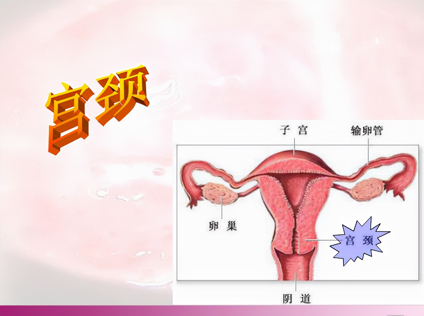 男性得hpv高危与低危的区别,男女患hpv的概率一样吗